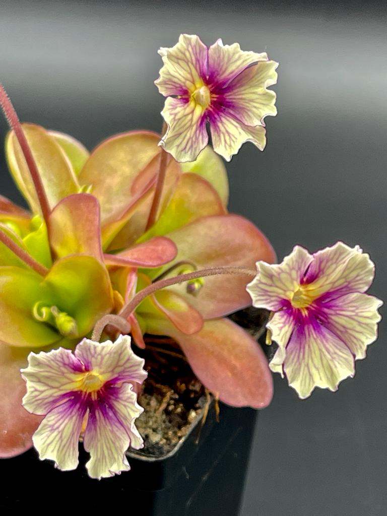 Butterwort Pinguicula 'Razzberry Blonde'