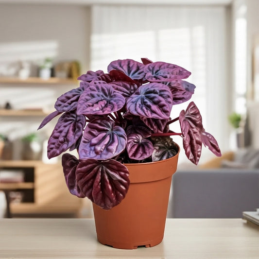 Peperomia 'Ripple Red'