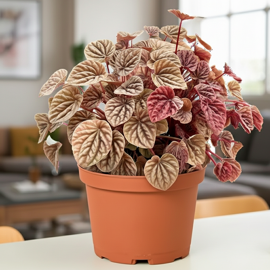 Peperomia 'Quito'