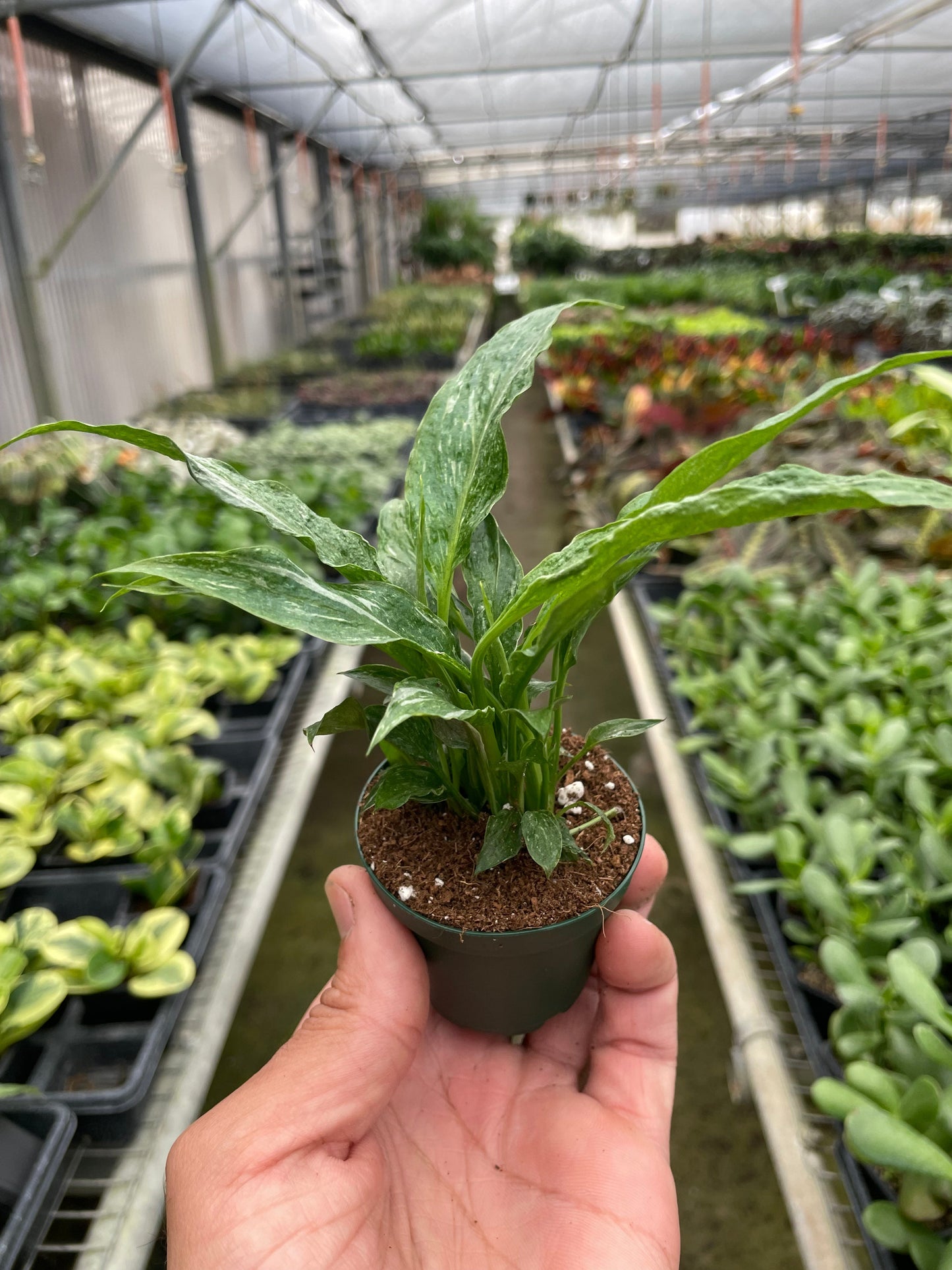 Peace Lily 'Domino'