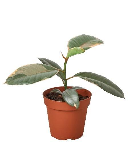 Rubber Plant Ficus Elastica 'Ruby Pink'