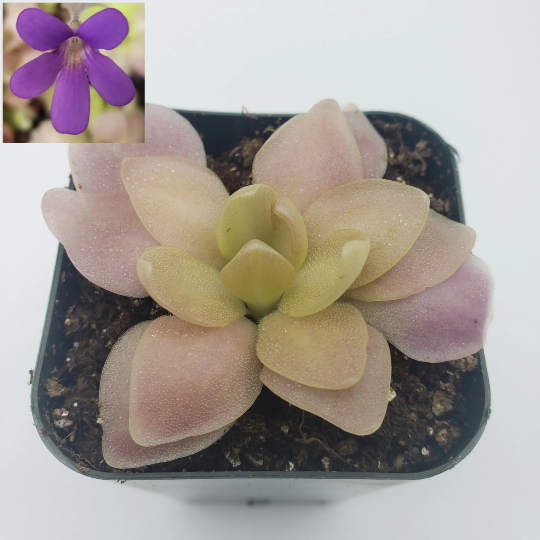 Butterworts Pinguicula 'Marciano'