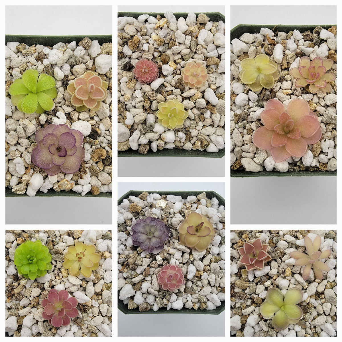Butterwort Mystery bundle of 10 SMALL Pinguicula