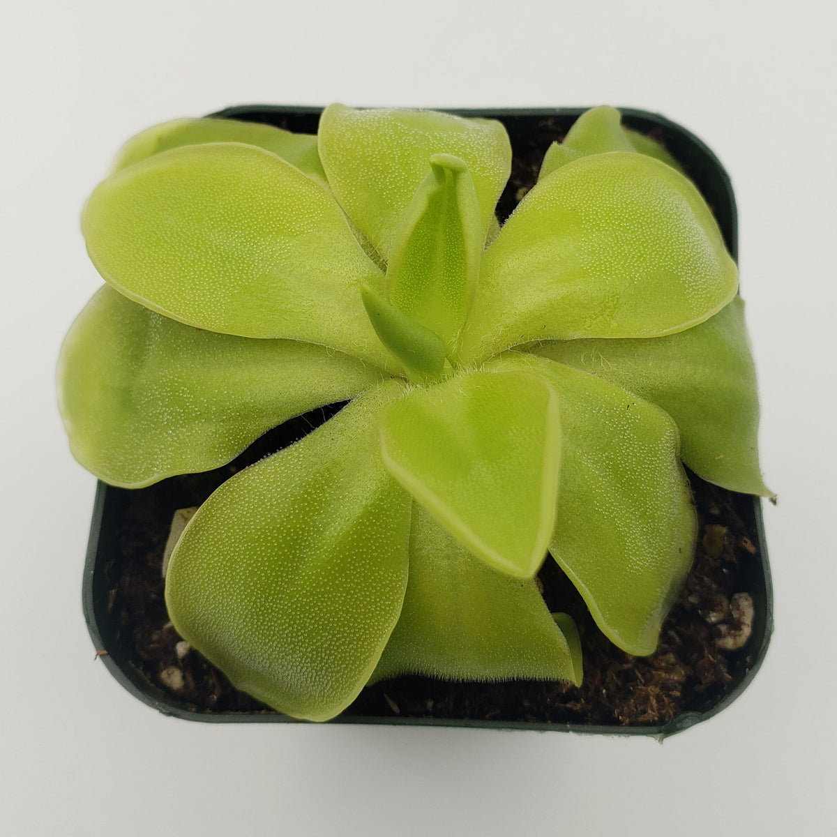Butterworts Pinguicula moranensis var. alba x elizabethiae