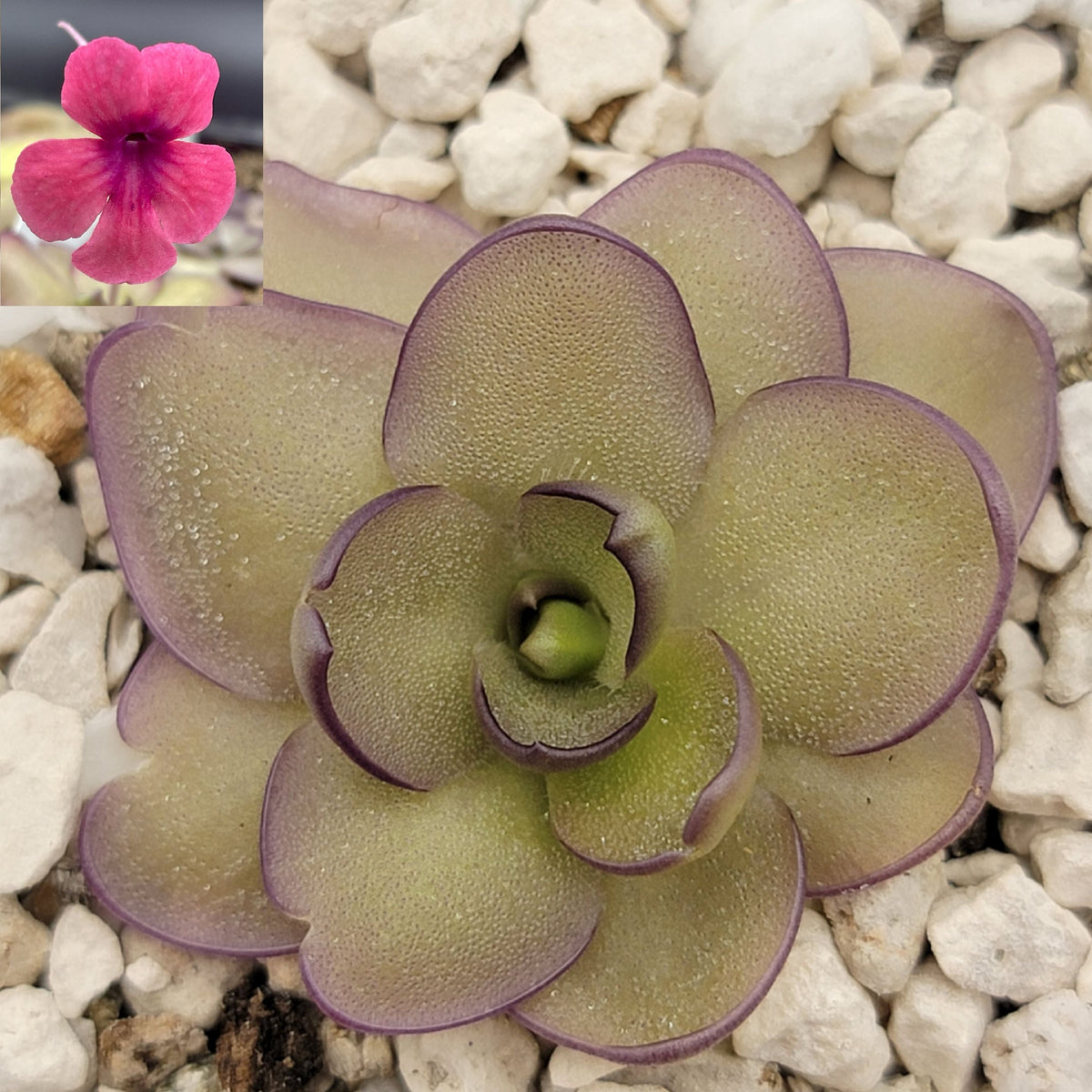 Butterwort Pinguicula "Alani"