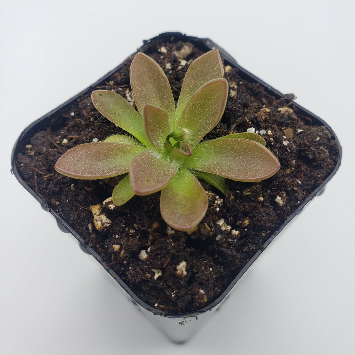 Butterworts Pinguicula cv. 'BCP Crystal'
