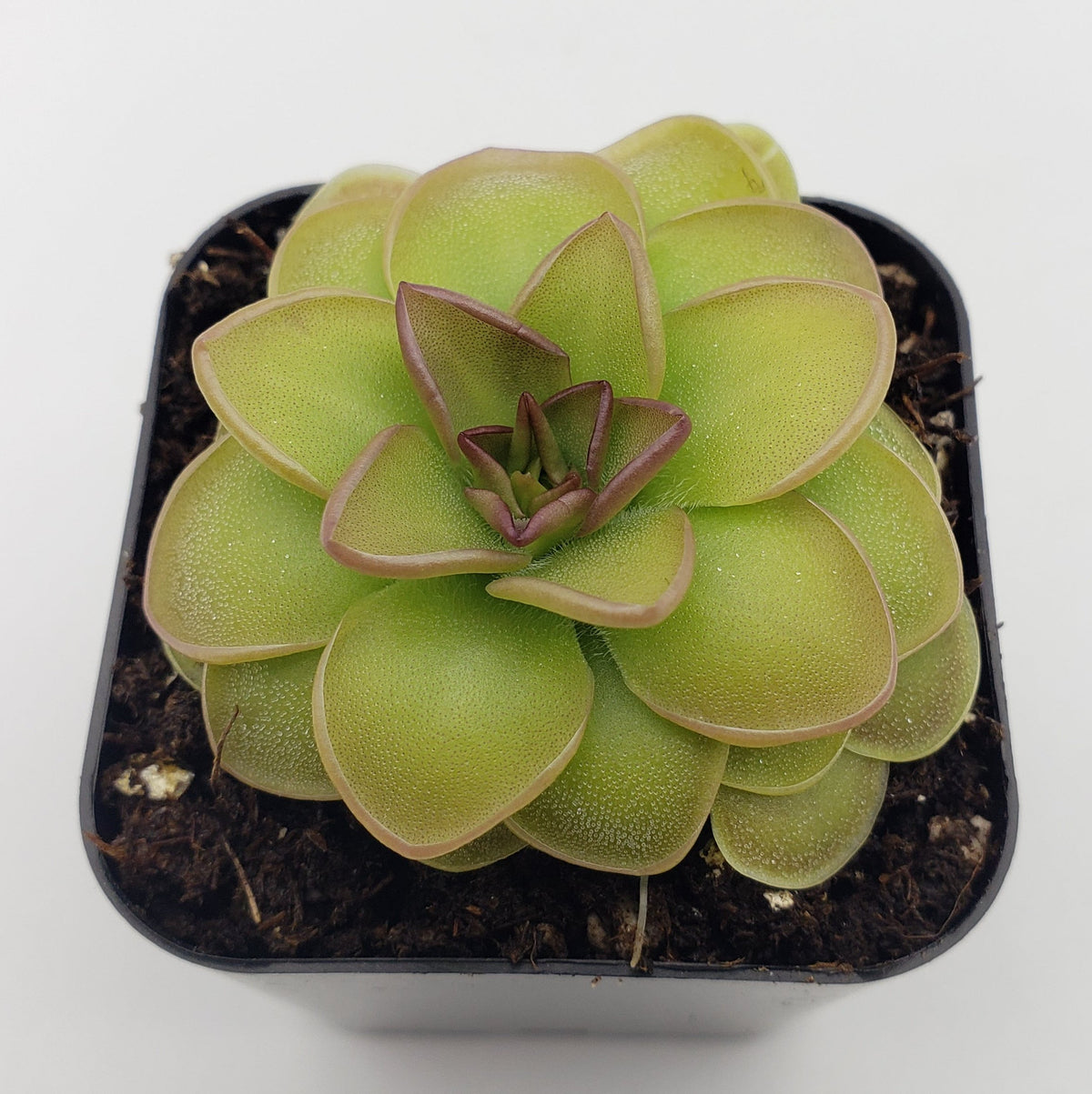 Butterwort Pinguicula 'Hanka'