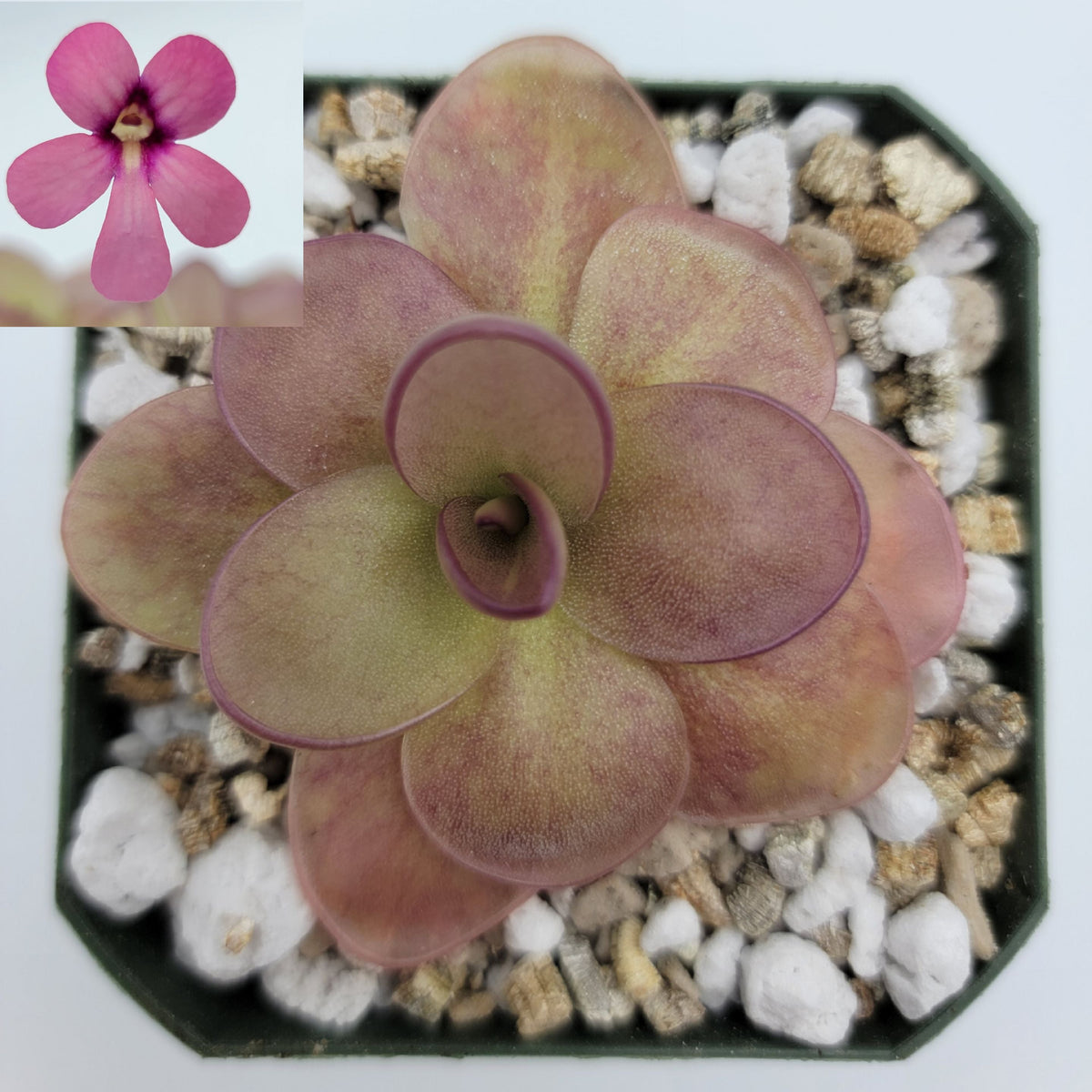 Butterworts Pinguicula "Peaches"