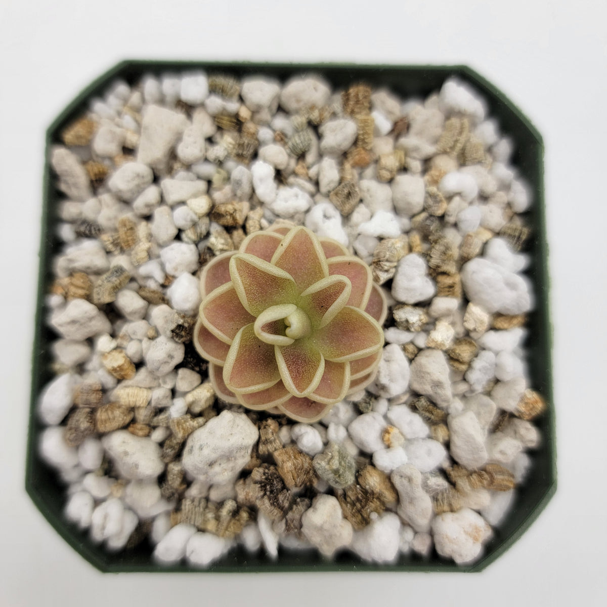 Butterwort Pinguicula "Yucca Do 1713"