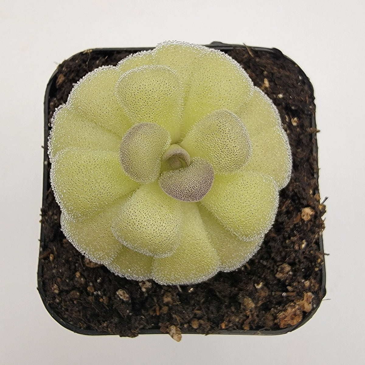 Butterworts Pinguicula agnata "True Blue" x hemiepiphytica