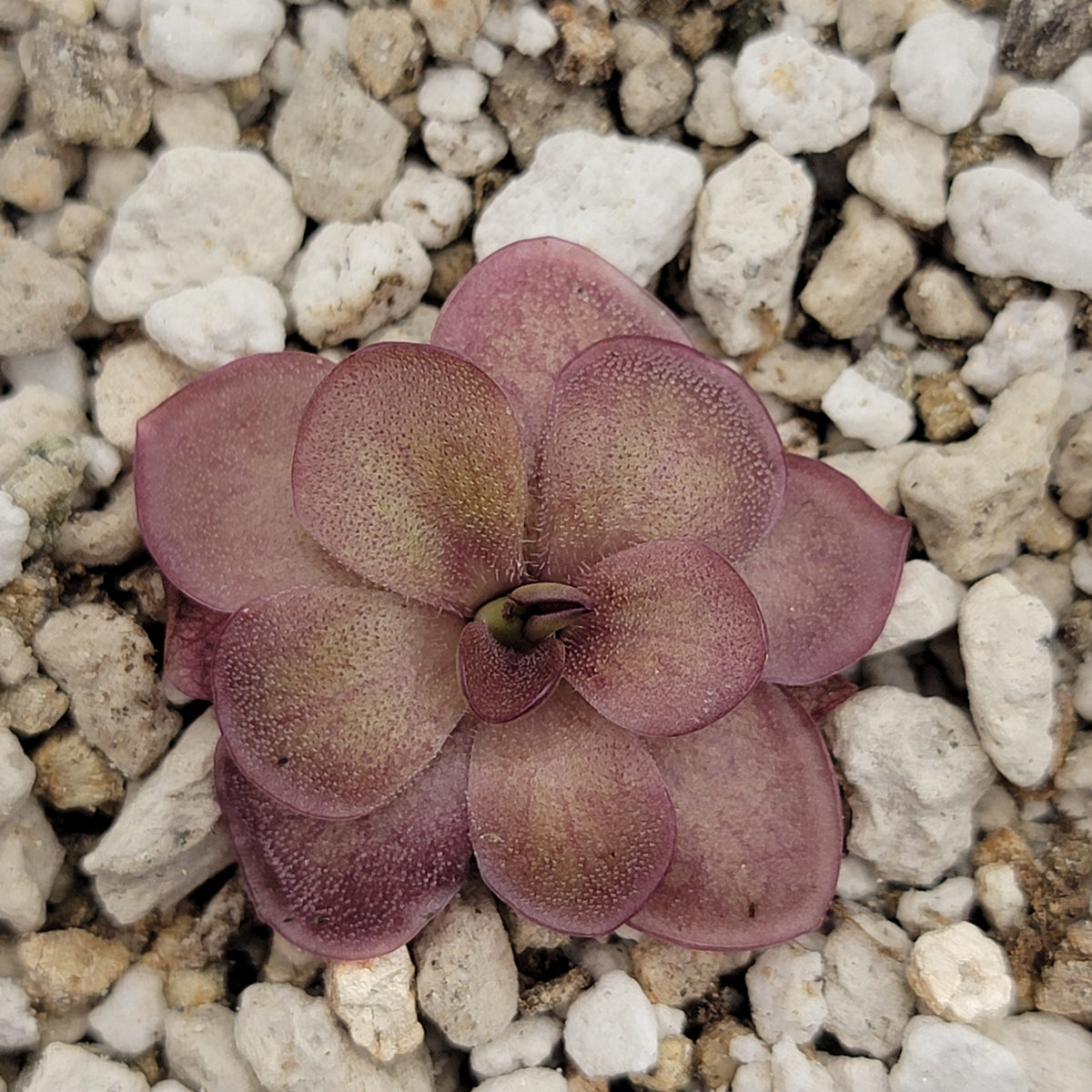 Butterwort Pinguicula laueana 'Undulate Geranium Flower'