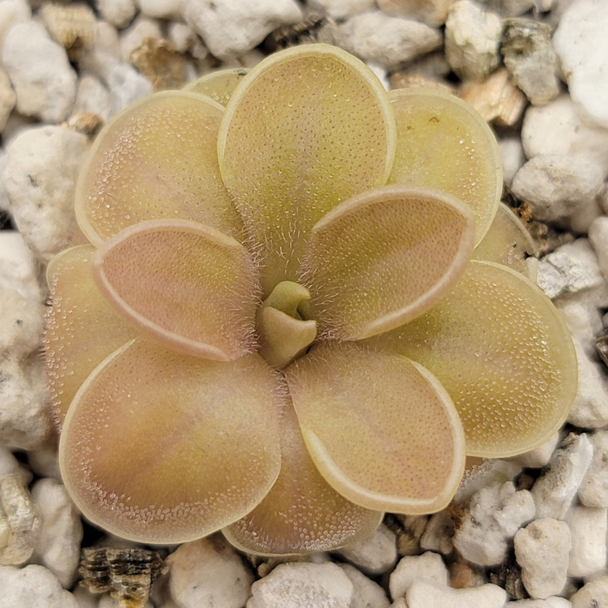 Butterwort Pinguicula moranensis f. orchidioides