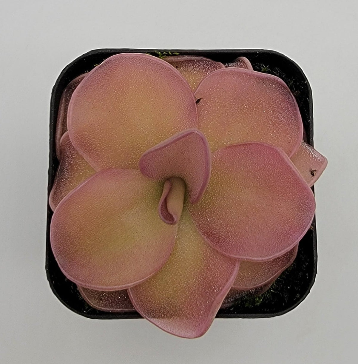 Butterwort Pinguicula 'Pirouette'