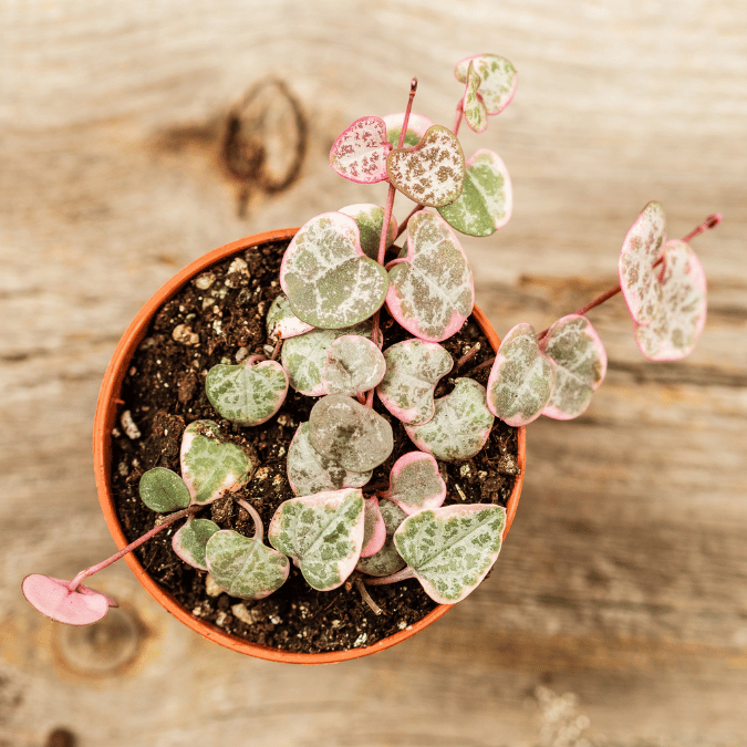 String of Hearts Variegated