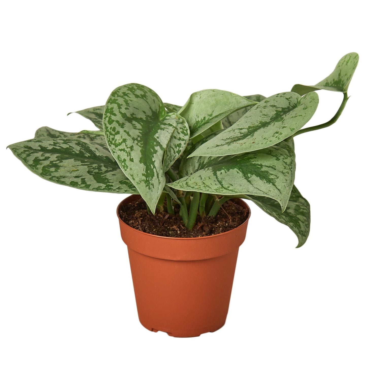 Scindapsus Pictus 'Exotica'