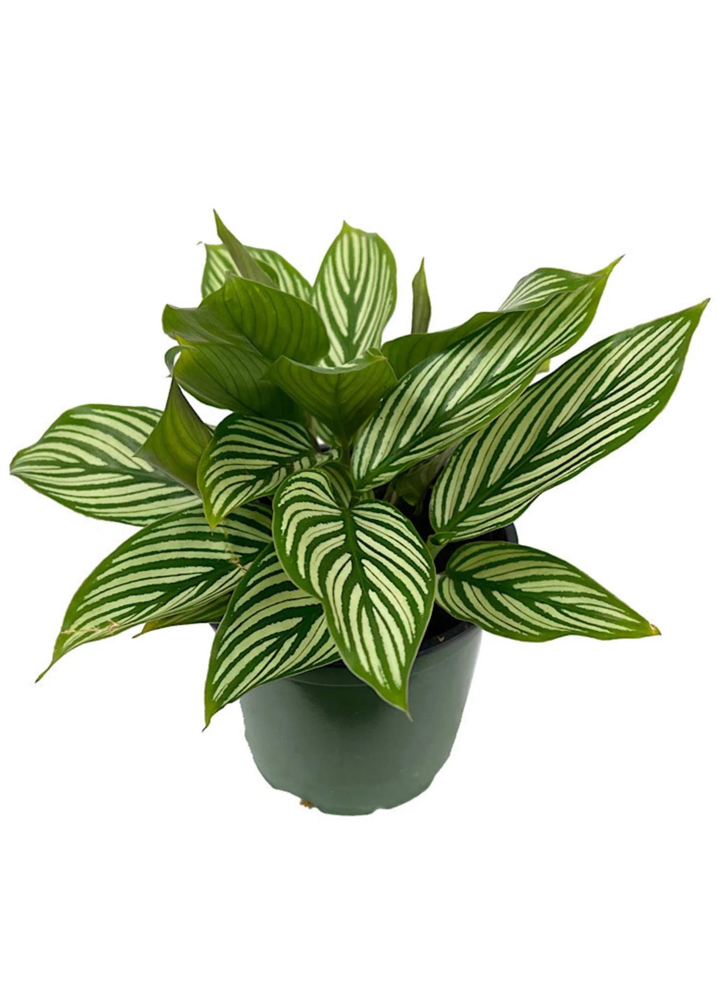 Calathea 'Vittata'