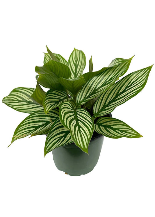 Calathea 'Vittata'