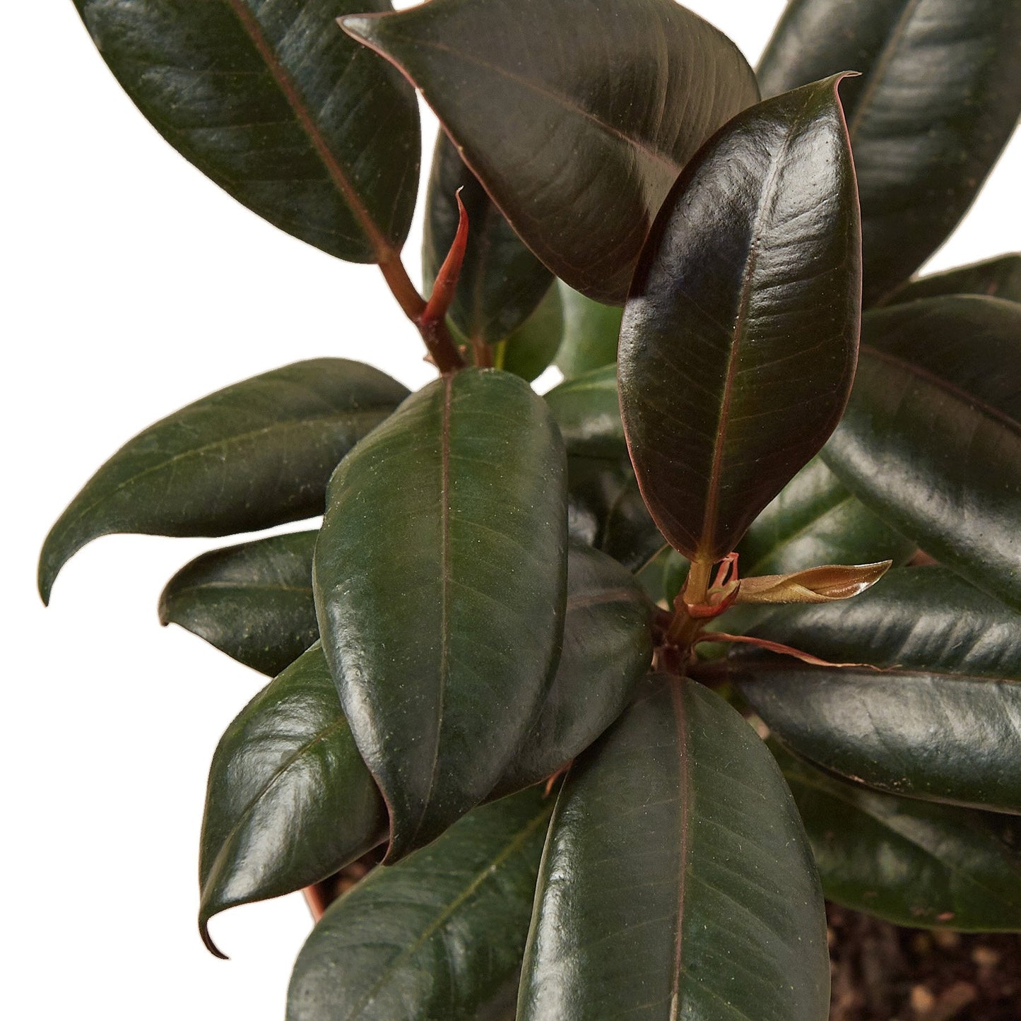 Rubber Plant Ficus Elastica 'Burgundy'