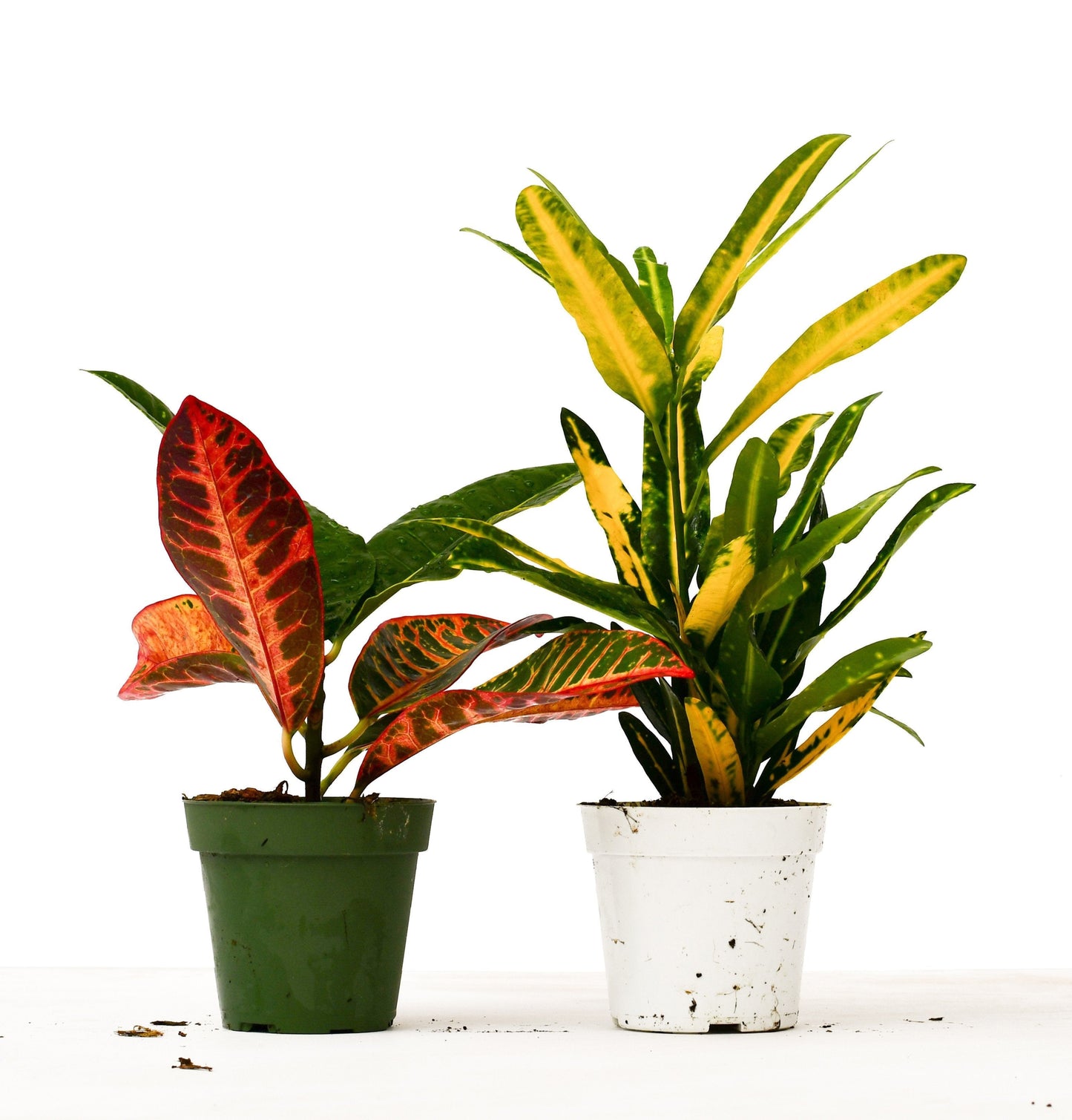 2 Croton Variety Pack - 4" Pot
