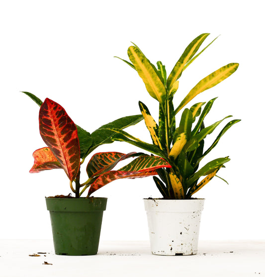 2 Croton Variety Pack - 4" Pot