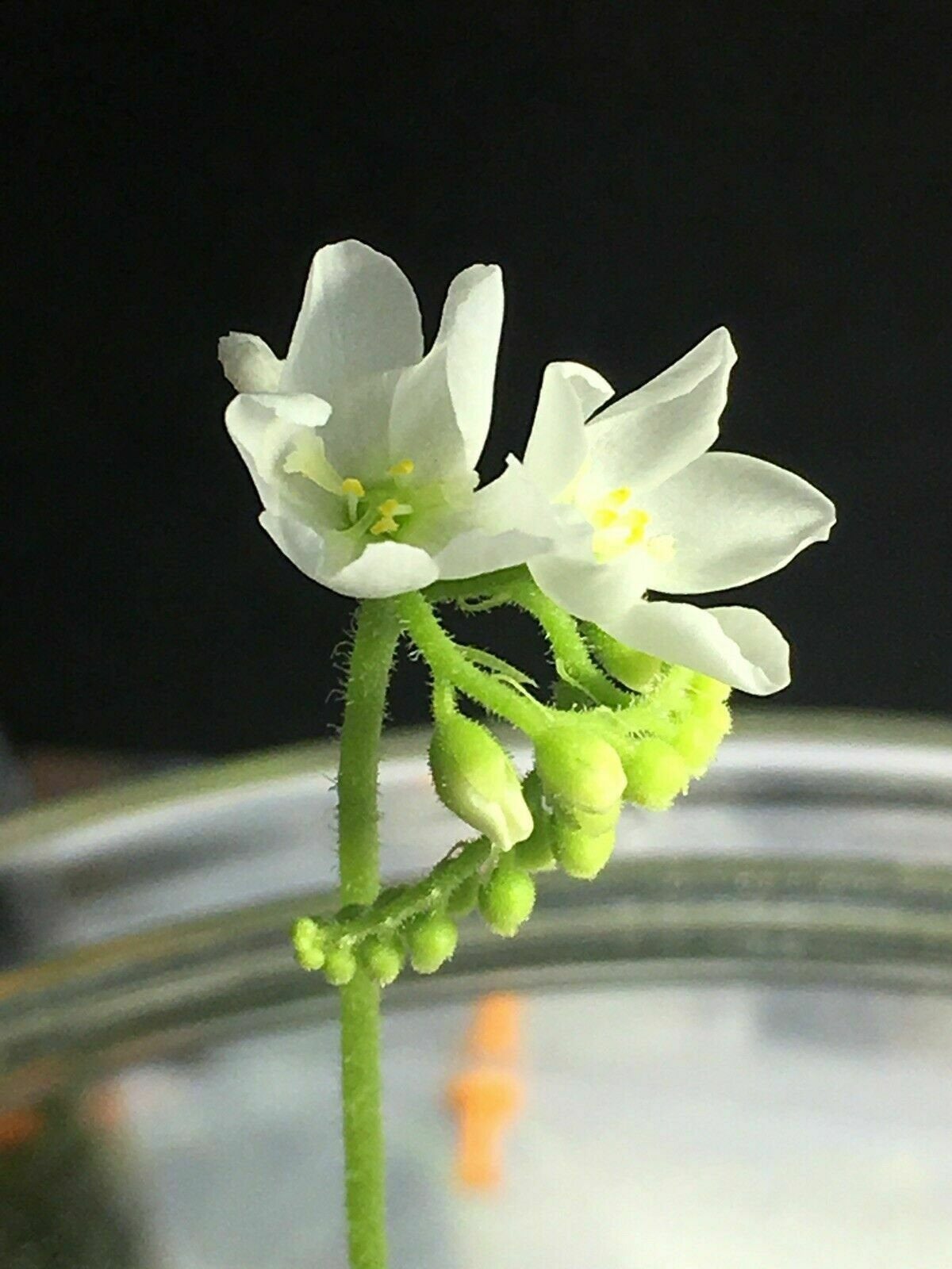 Sundews (Drosera) capensis alba white flower