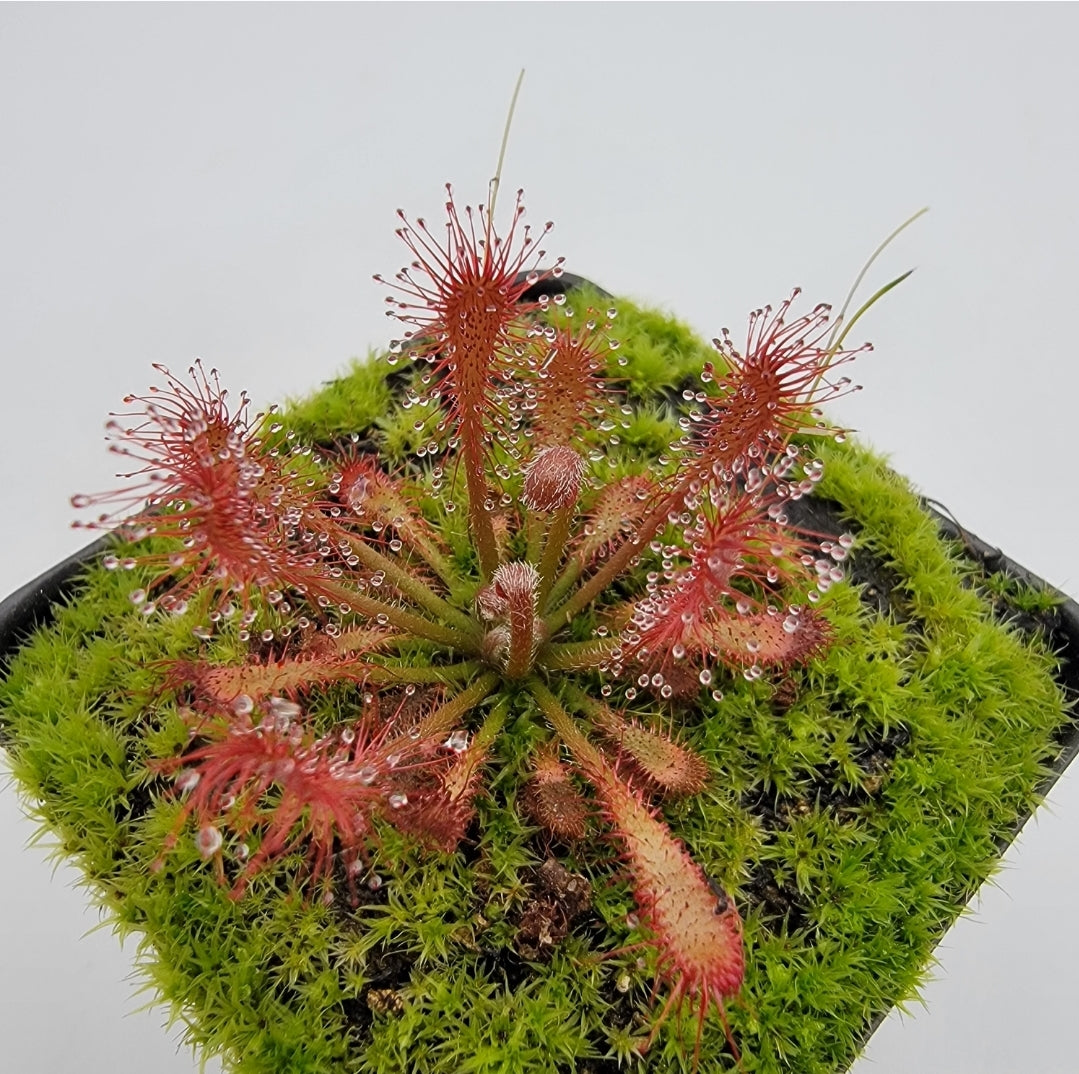 Sundews (Drosera) oblanceolata