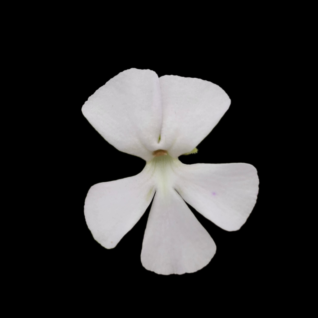 Butterwort Pinguicula ehlersiae (white flower)