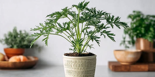 These 3 Houseplants to Help Keep Bugs Away