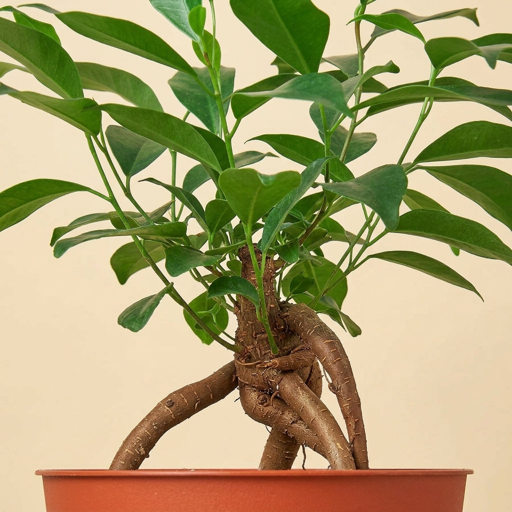 Ficus Care Guide – RootGrowings