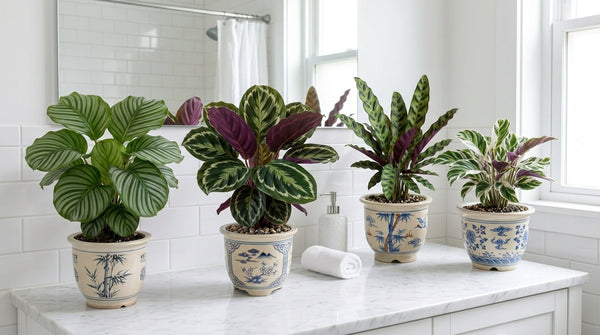 Best Calathea for Your Bathroom
