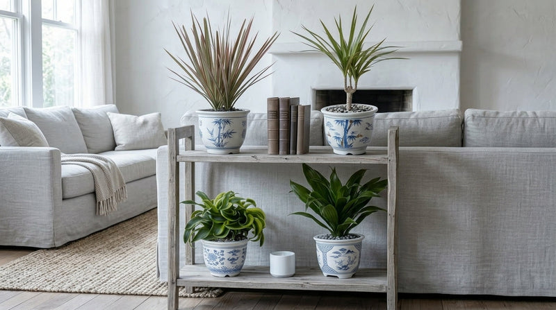Dracaena, But Which One?