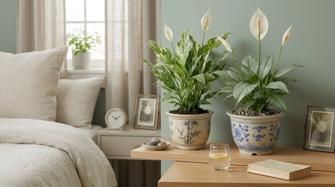 Which Peace lily?