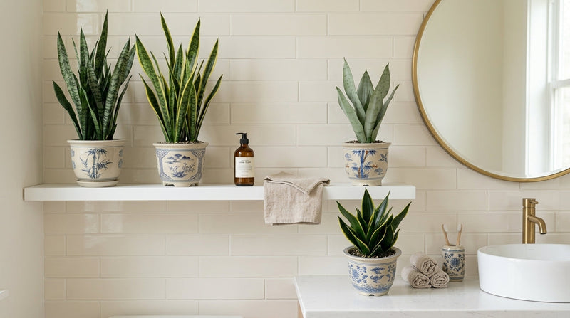 Which Snake plant to choose for bathroom?
