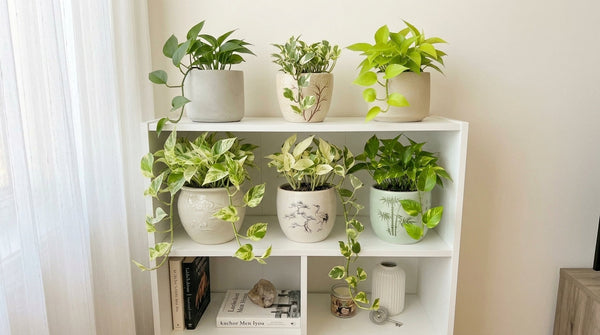Which Pothos?