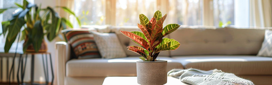 3 Houseplants for Sunny Spots