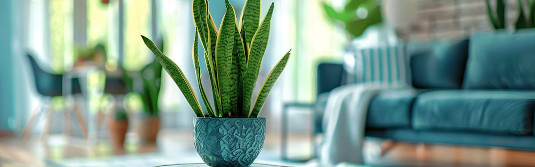 6 Houseplants I regret buying