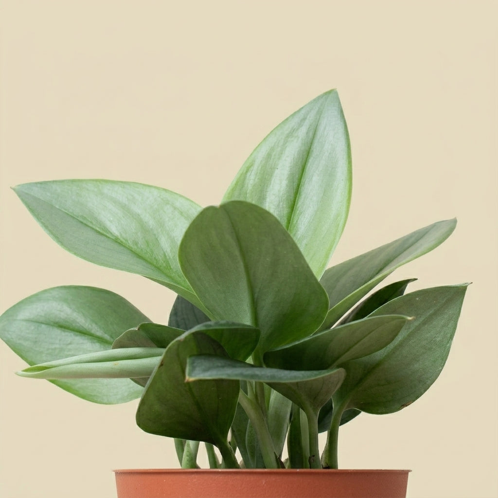 Scindapsus Care Guide – RootGrowings