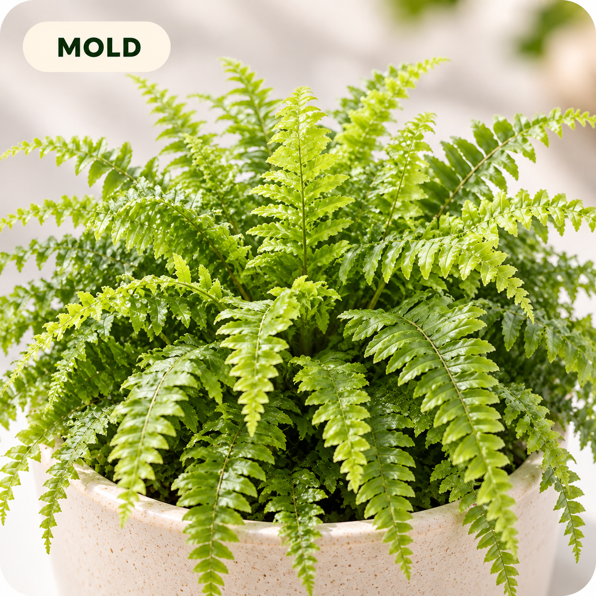 Reduce Mold