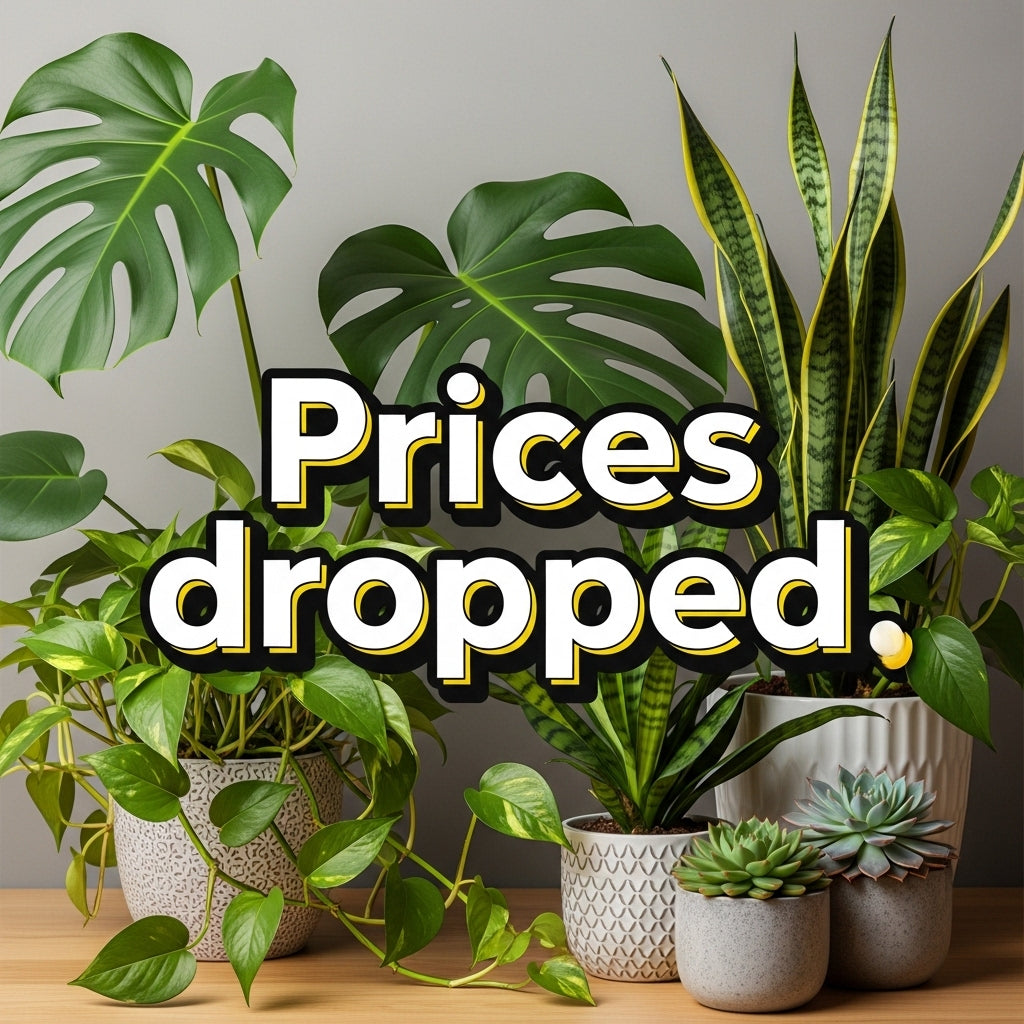 Houseplants on Sale