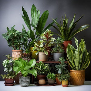 Drought-Tolerant