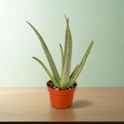 Aloe Vera