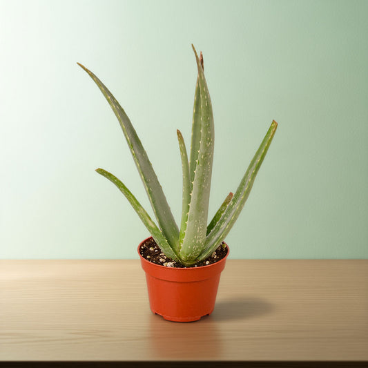 Aloe Vera