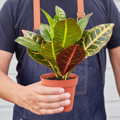 Croton Petra 'Joseph's Coat' - House Plant Shop