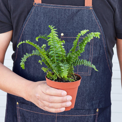 Boston Fern