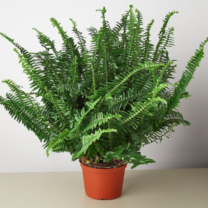 Boston Fern