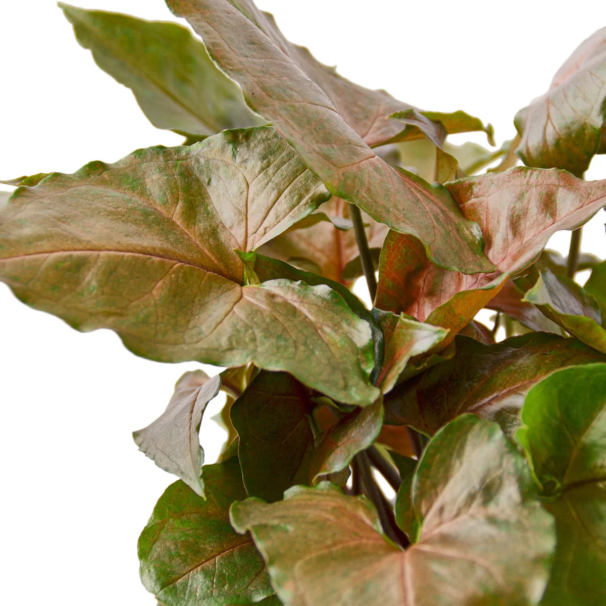 Merry Rooth Syngonium Merry – RootGrowings