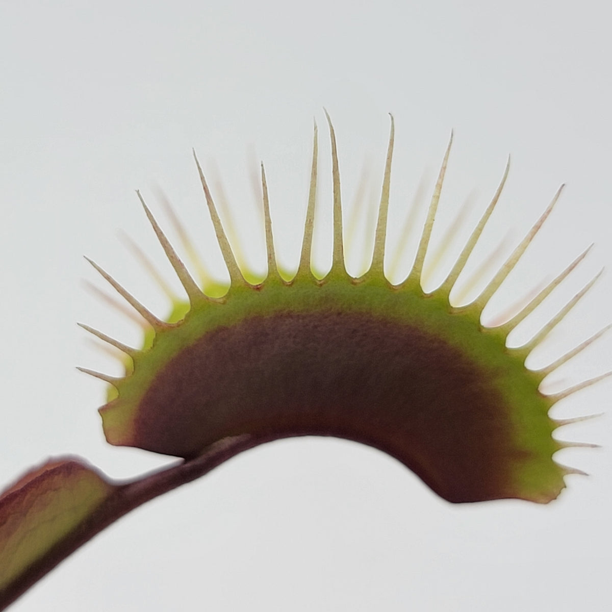 Venus flytrap (Dionaea muscipula) 'Red Burgundy'
