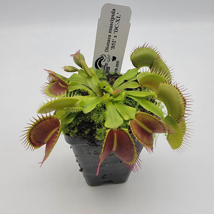 Venus flytrap (Dionaea muscipula) 'B52' x 'DC-XL'
