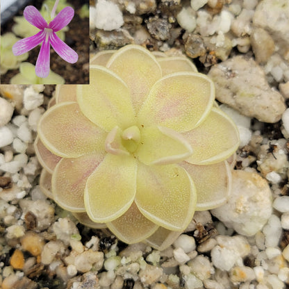 Butterwort Pinguicula "Sunshine"