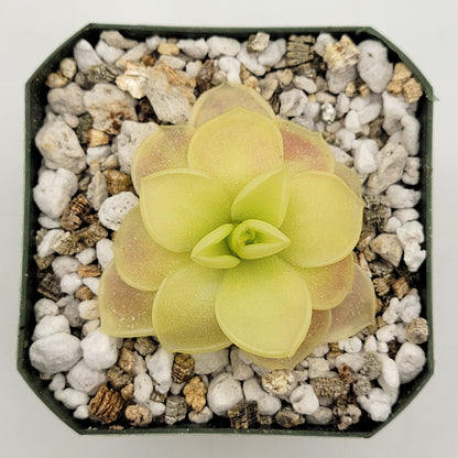 Butterwort Pinguicula moranensis